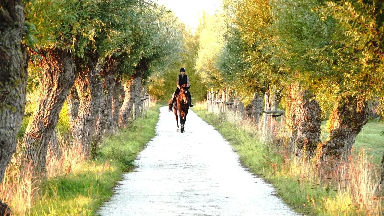 Linda Heed riding along the tree-lined avenue in golden light